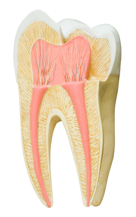 FAQs About The Tooth Structure