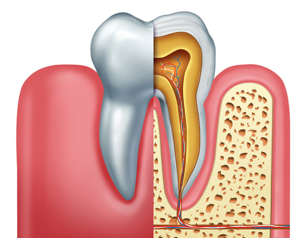 Diagram of tooth showing tooth root at 